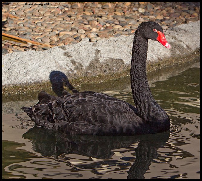 _5SB7973 black swan.jpg - Captive Black Swan